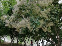 -大兴滨河森林公园