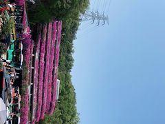-深圳仙湖植物园