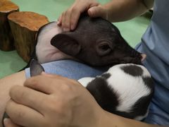 -藦茜花园宠物主题亲子互动体验馆(国顺东路店)