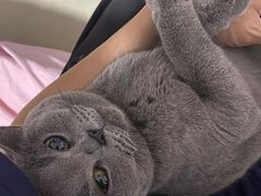 -瑞派康怡24h宠物医院·犬猫医疗中心·微创绝育(瑞景分院)