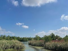 -芒洲湿地公园