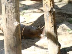 -青藏高原野生动物园