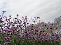 -石井坡(地铁站)