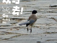 -盐城丹顶鹤湿地生态旅游区