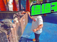 -上海崇明金茂凯悦酒店