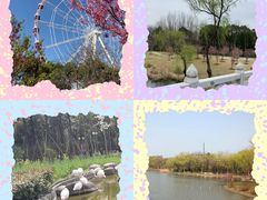 -顾村公园