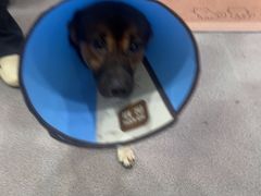 -瑞派宠物医院·犬猫全科·猫友好(宾水西道店)