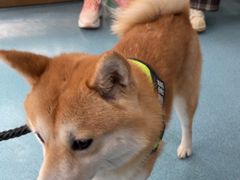 -西安京西宠物医院·瘫痪·疑难杂症