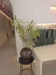 点击看大图 -紫琪尔·胸部养护护理