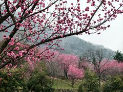 -盛世牡丹苑生态文化旅游区