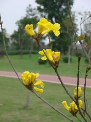 鲜花盛开-云湖游乐园