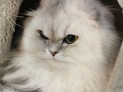 -东方名猫馆·英短金渐层布偶猫舍(环线广场1号楼店)