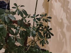 -风吟仟茶(河街店)