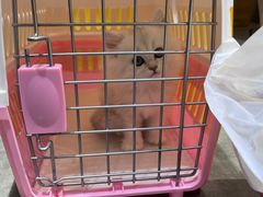 -欣宠猫屋·矮脚拿破仑·蓝金金渐层