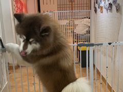 -Let's go狗咖·猫咖·奶狗·桌游(春熙路IFS店)