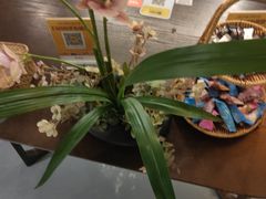 -施奈儿.洗头頭療.按摩SPA.采耳(上梅林店)