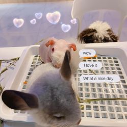 -Moni星球萌宠·小马宝莉·灵蛇·高端高阶全萌宠互动体验俱乐部(红豆国际广场店)