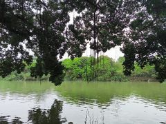 -小洲村