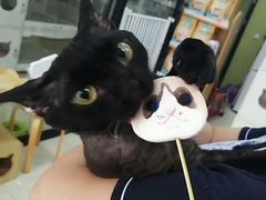 -东方名猫馆·英短金渐层布偶猫舍(环线广场1号楼店)