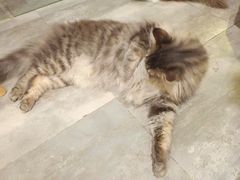 -楼上猫咖(罗湖店)