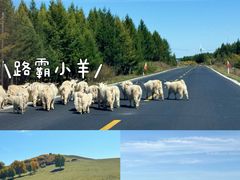-乌兰布统草原