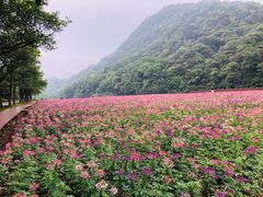 -广州市石门国家森林公园