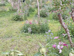 -深圳仙湖植物园