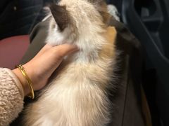 -中农国际动物医院24小时·猫科·骨科·急重症中心