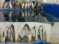 -太平洋海底世界