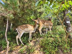 -大连森林动物园