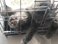 -喵zoo家庭繁育猫舍(尖东智能花园店)