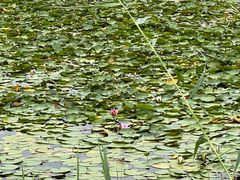 -野鸭湖国家湿地公园