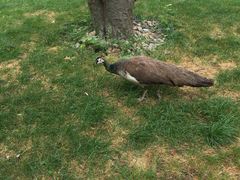 -舜耕山庄四时万和自助餐厅