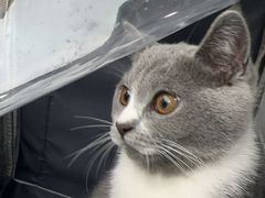 -瑞派康怡24h宠物医院·犬猫医疗中心·微创绝育(瑞景分院)