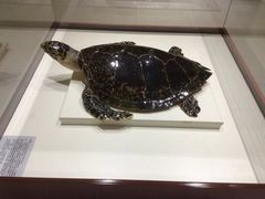 -青岛贝壳博物馆