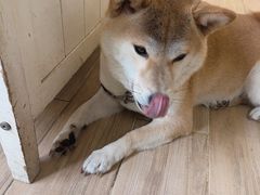 -李小姐の猫咖啡馆(五角场店)
