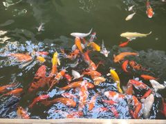 -南宫五洲植物乐园