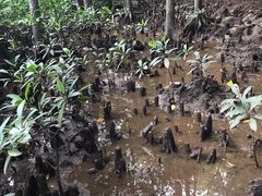 -东寨港红树林旅游区