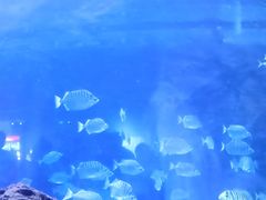 -重庆欢乐海底世界
