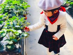 -甜心庄园·甜心草莓采摘园(西青中北店)