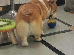 -汪说·狗咖(旺城大厦店)