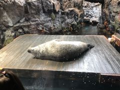 -大阪海游馆