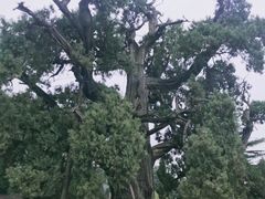 -黄帝陵