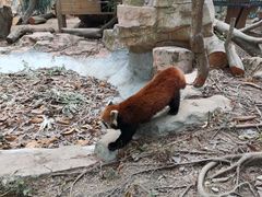 -深圳野生动物园
