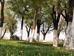 -洨河生态公园
