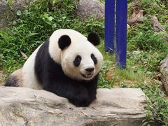 -广州长隆野生动物世界