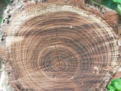 -崇明东平国家森林公园烧烤房车露营地