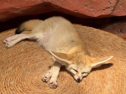 点击看大图 -Zoolung Zoolung动物主题公园(海信广场店)