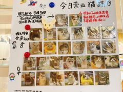 -COLOR PETS 撸猫馆·购猫·猫咖(长风大悦城店)