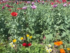 -国家植物园南园